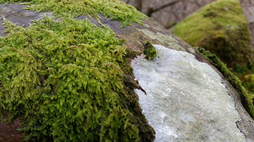 Close-up of moss on rock