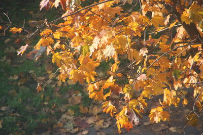 Close-up of maple leaves during autumn