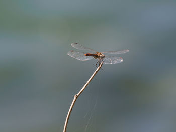 Close-up of dragonfly on twig