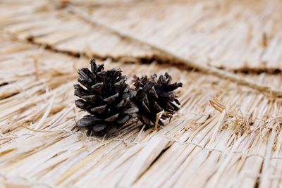 Close-up of dried plant growing on table