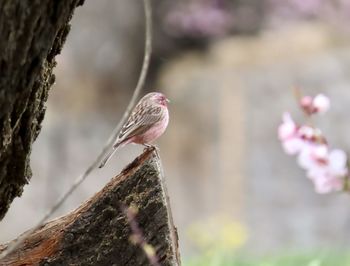 Close-up of bird perching on tree