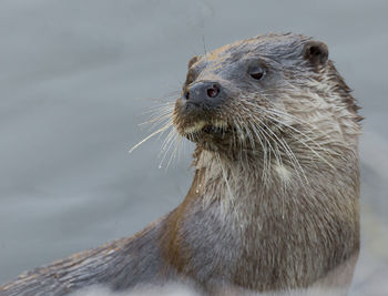 Close-up of otter in lake