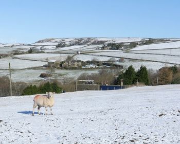 Dog on snow field by road against clear sky