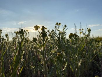 Plants growing on field against clear sky