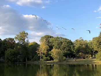 Birds flying over the lake