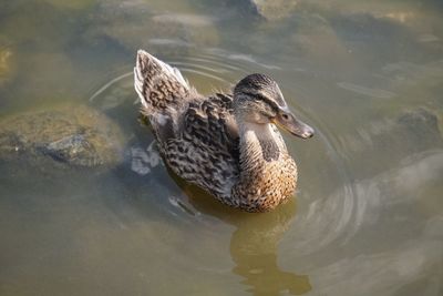 Duck swimming in lake