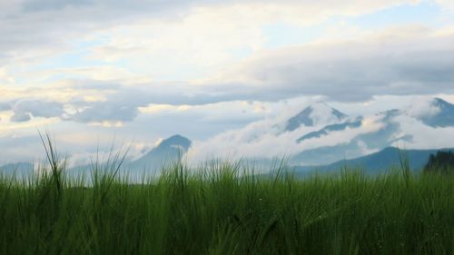 Scenic view of wheat field against sky