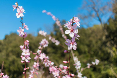 Close-up of pink cherry blossoms