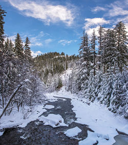 Snow covered trees against sky