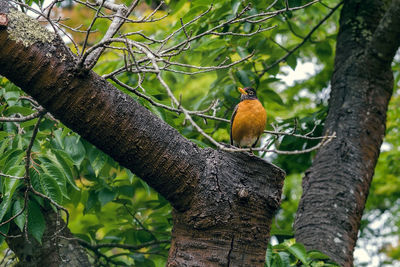 Low angle view of bird perching on tree