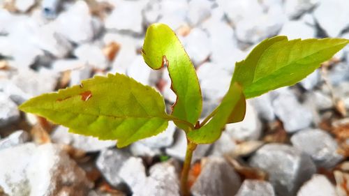 Close-up of green leaves on plant