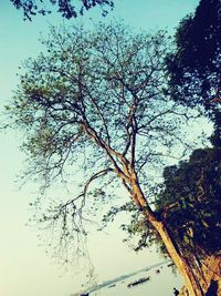 Low angle view of trees against sky