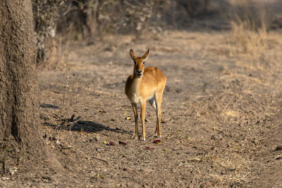 Impala standing on field