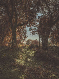 Trees in forest during autumn