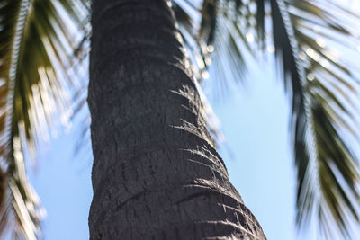 Low angle view of palm trees against sky