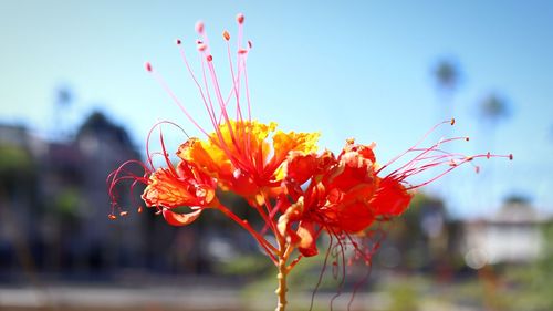 Close-up of red flowering plant