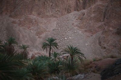 View of a desert
