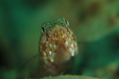 Close-up of frog in sea