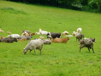 Cows grazing on grassy field