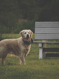 English cream golden retriever observing his owner at the park