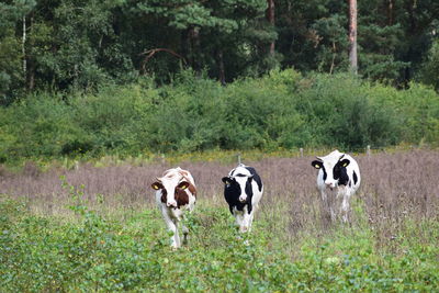 Cows on field