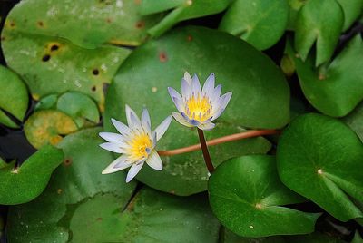 Close-up of water lily blooming outdoors