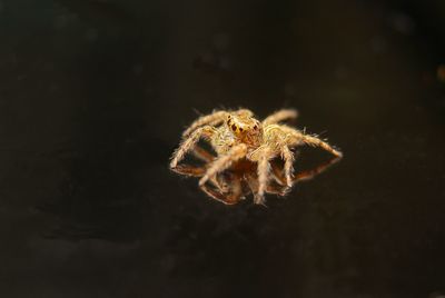 Close-up of spider