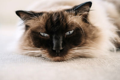 Close-up portrait of a cat