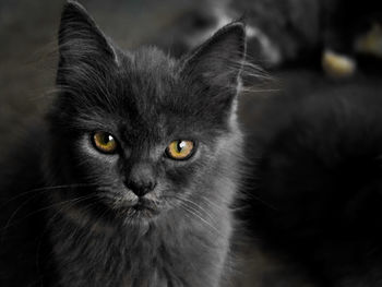 Close-up portrait of cat