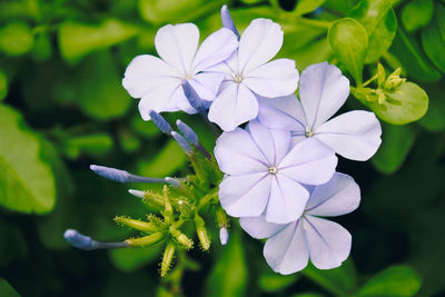 Close-up of white flowering plant