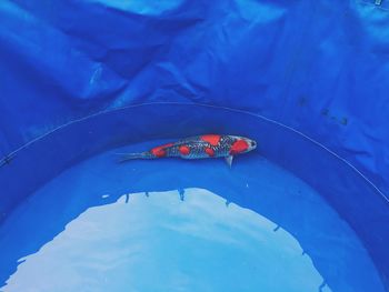 High angle view of koi carp swimming in blue container