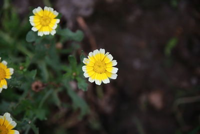 Close-up of yellow flowering plant