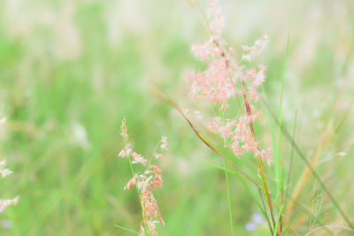 Close-up of pink flowering plant on field