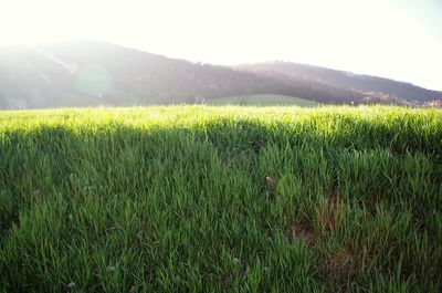 Wheat field against clear sky