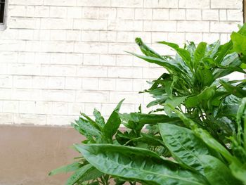 Close-up of fresh green plant against wall