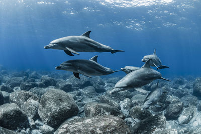 Fish swimming in sea