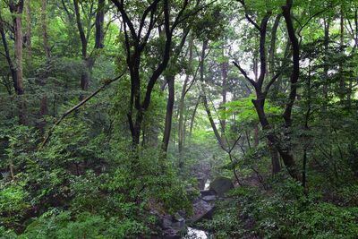 Trees growing in forest