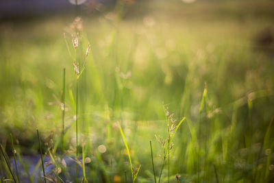 Close-up of plant on field