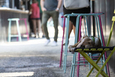 Dog sleeping on chair. rear view of man walking on street