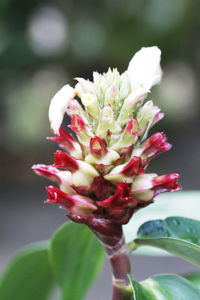 Close-up of flower against blurred background