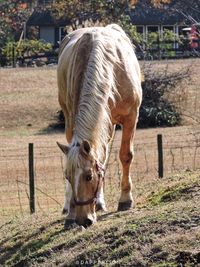 Horse grazing in field