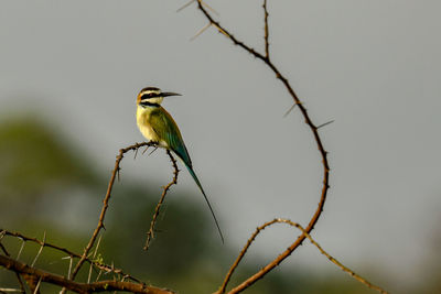 Close-up of bird perching on branch