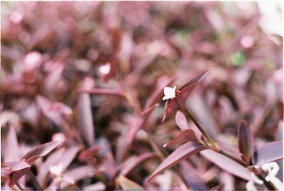 Close-up of insect on plant