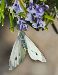 Close-up of butterfly on purple flower