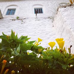 Close-up of snow covered plants