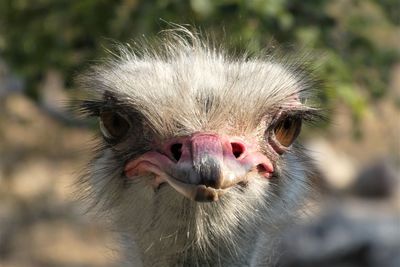 Close-up portrait of a bird