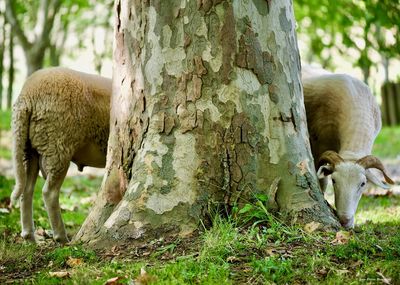Sheep grazing in a tree