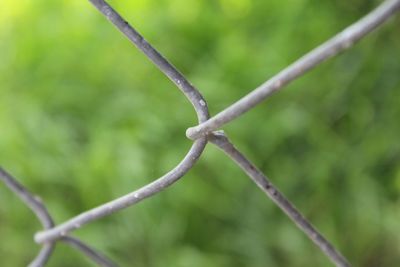 Close-up of plant against blurred background