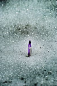 Close-up of purple crocus bud growing on field