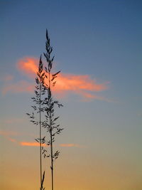 Low angle view of silhouette tree against orange sky